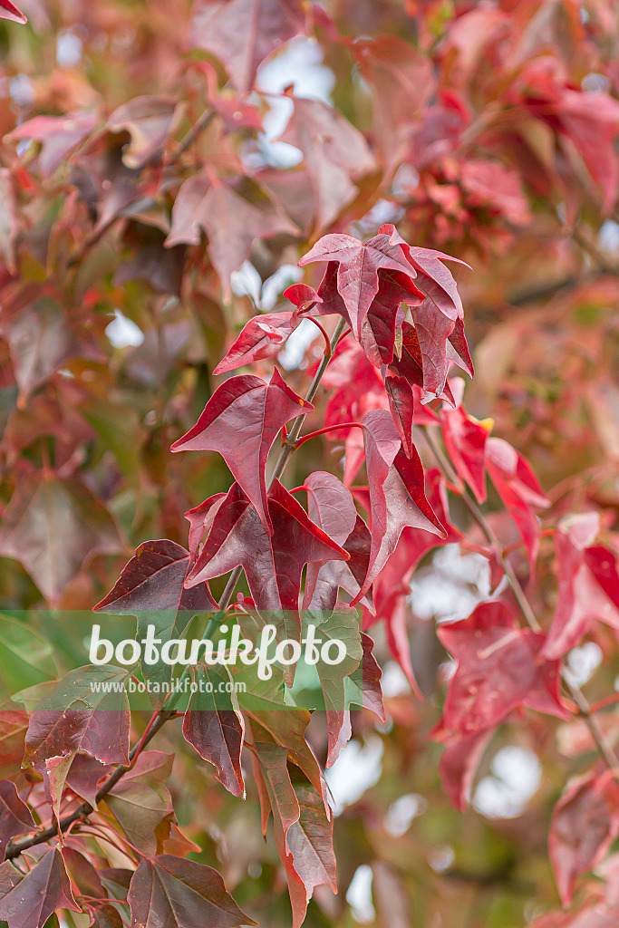 651007 - Trident maple (Acer buergerianum)