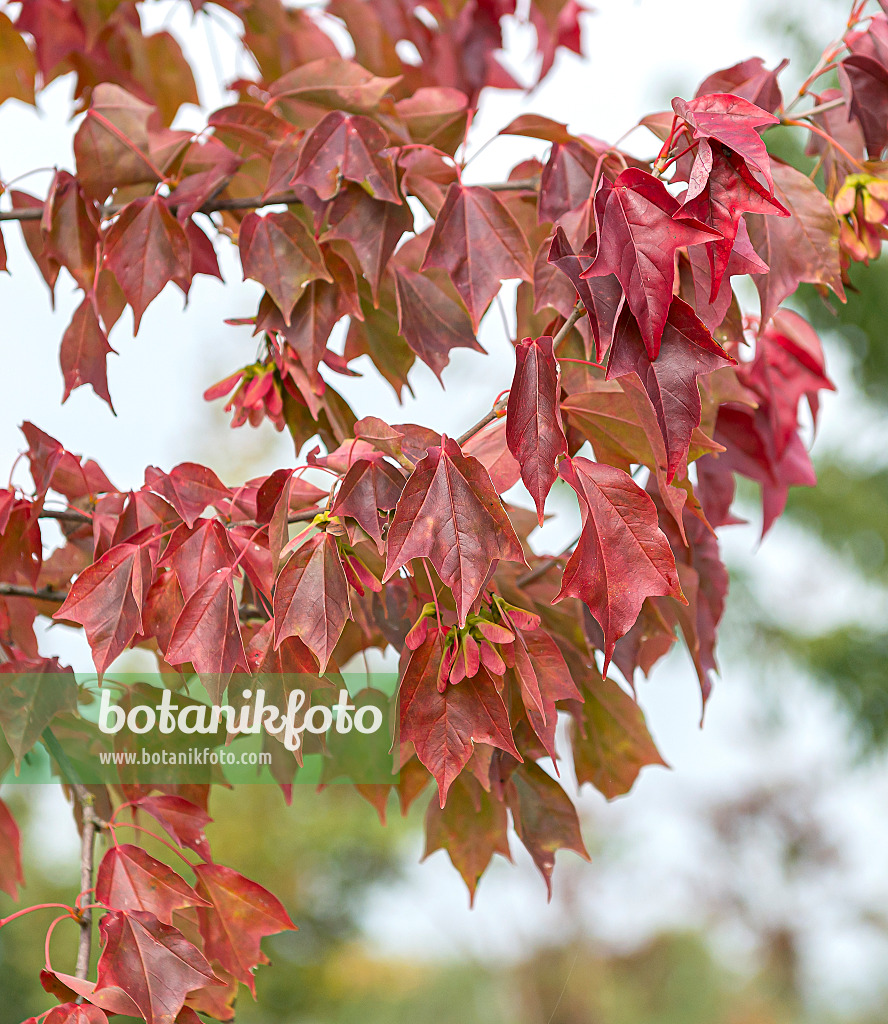 651008 - Trident maple (Acer buergerianum)