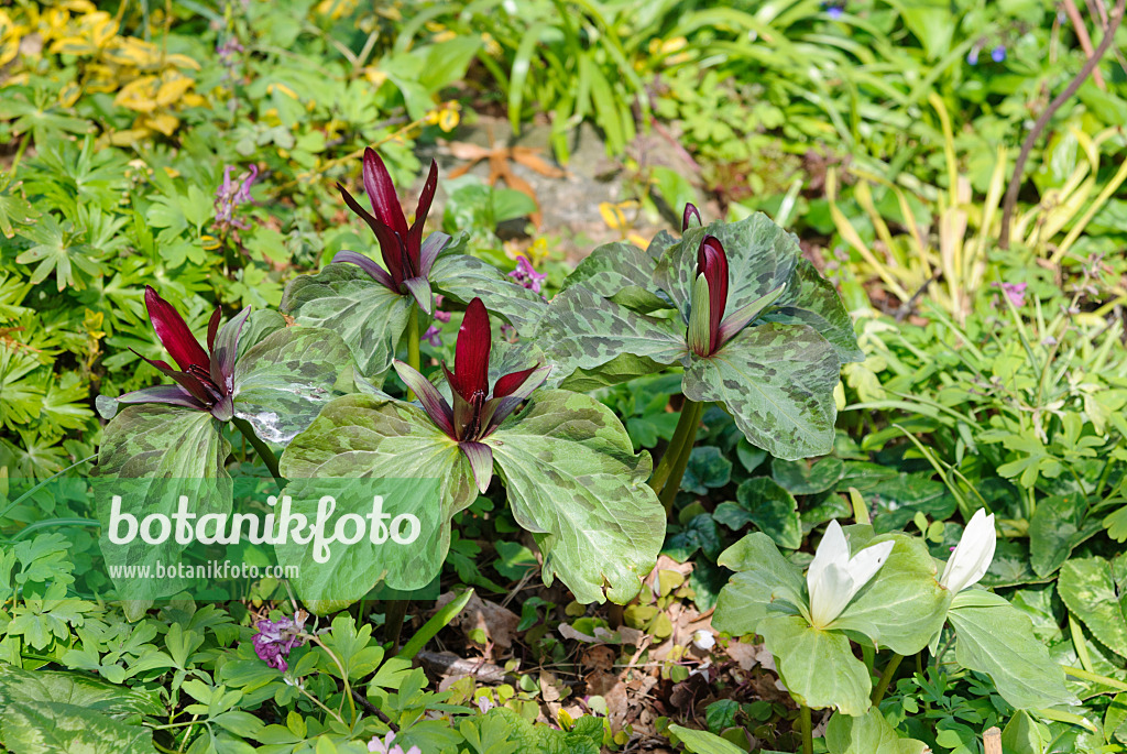 465094 - Trillium (Trillium)