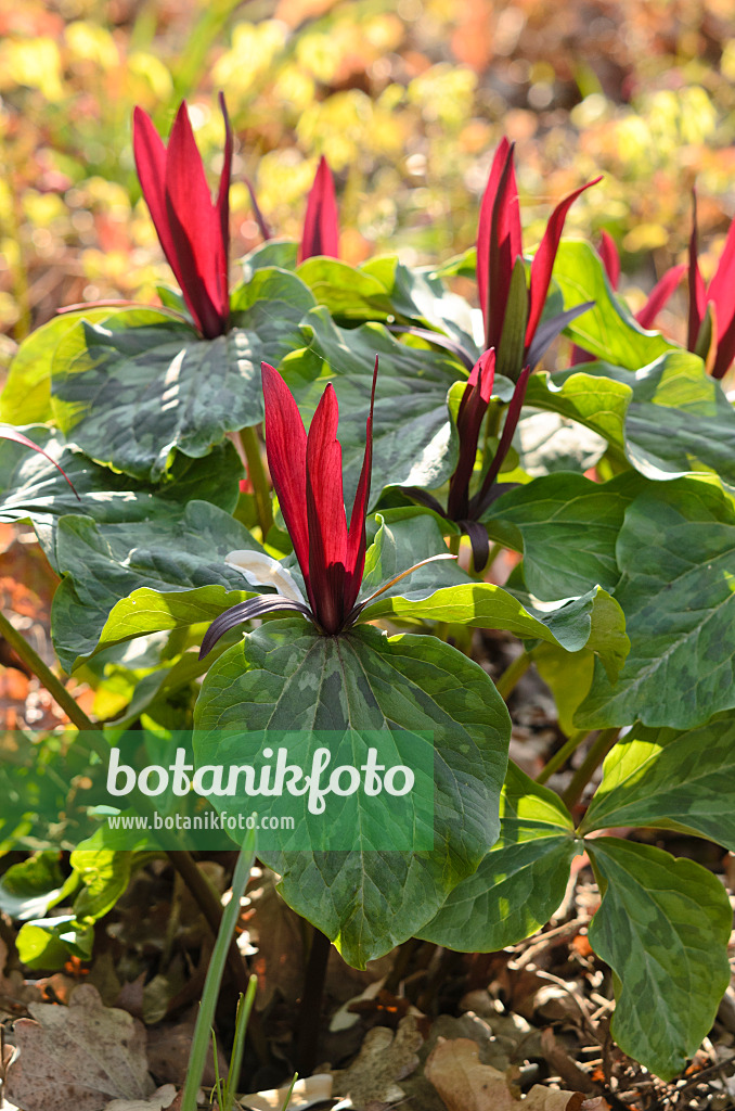 519140 - Trillium (Trillium kurabayashii)