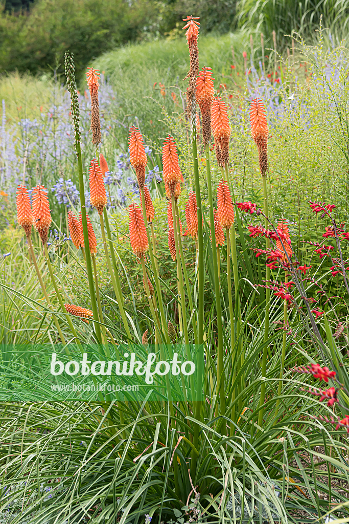 664218 - Tritome à longues grappes (Kniphofia uvaria 'Alcazar')