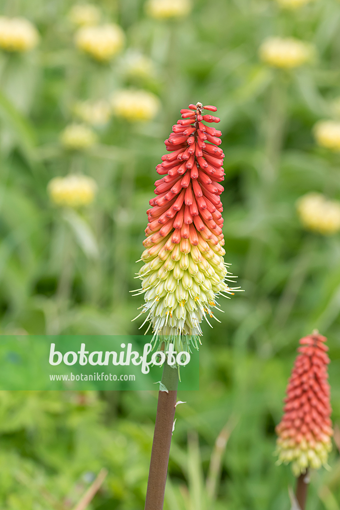 664219 - Tritome à longues grappes (Kniphofia uvaria 'Fireflame')