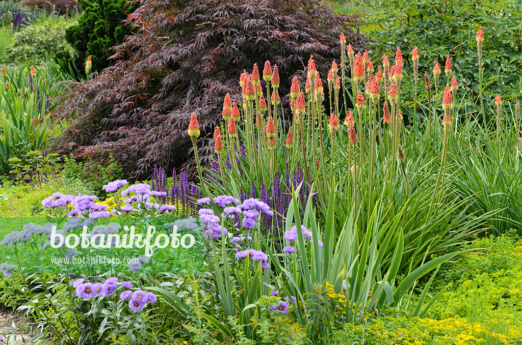 497217 - Tritomes (Kniphofia), vergerettes (Erigeron) et sauges (Salvia)