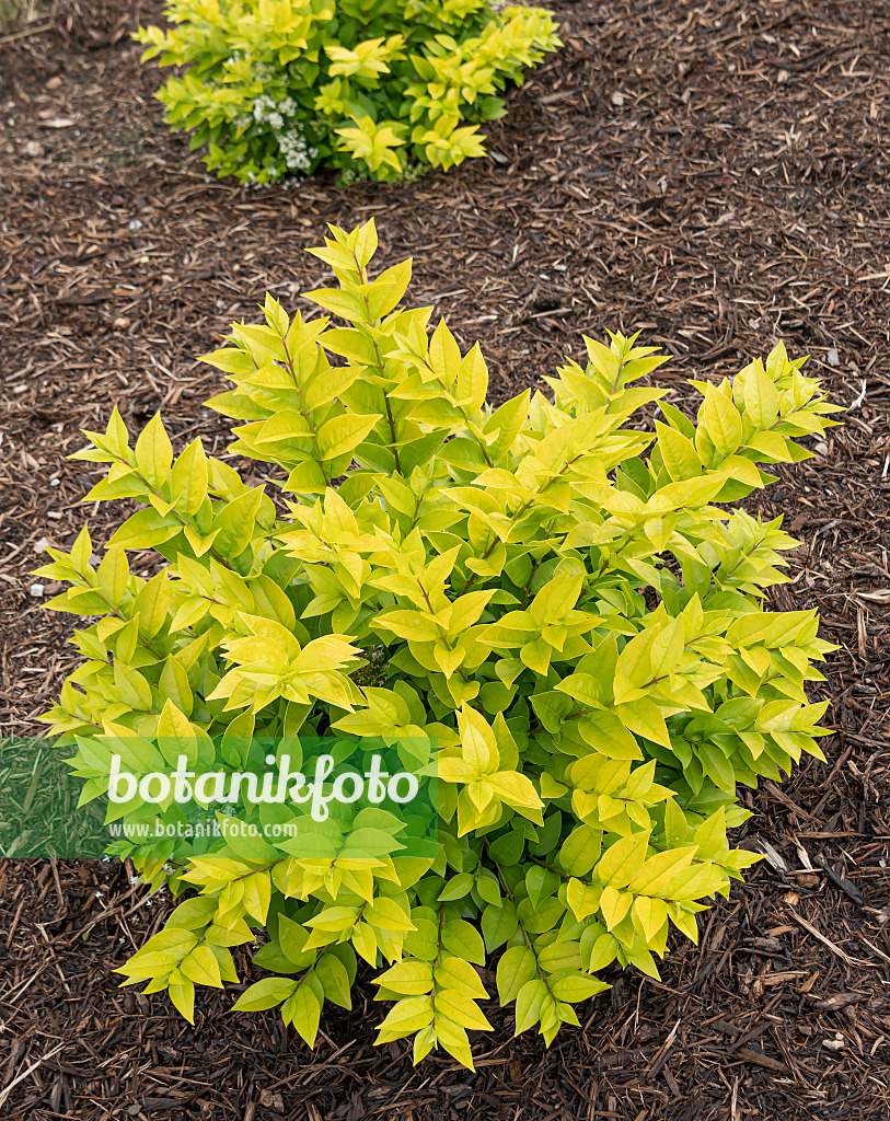 607128 - Troène (Ligustrum x vicaryi 'Golden Ticket')