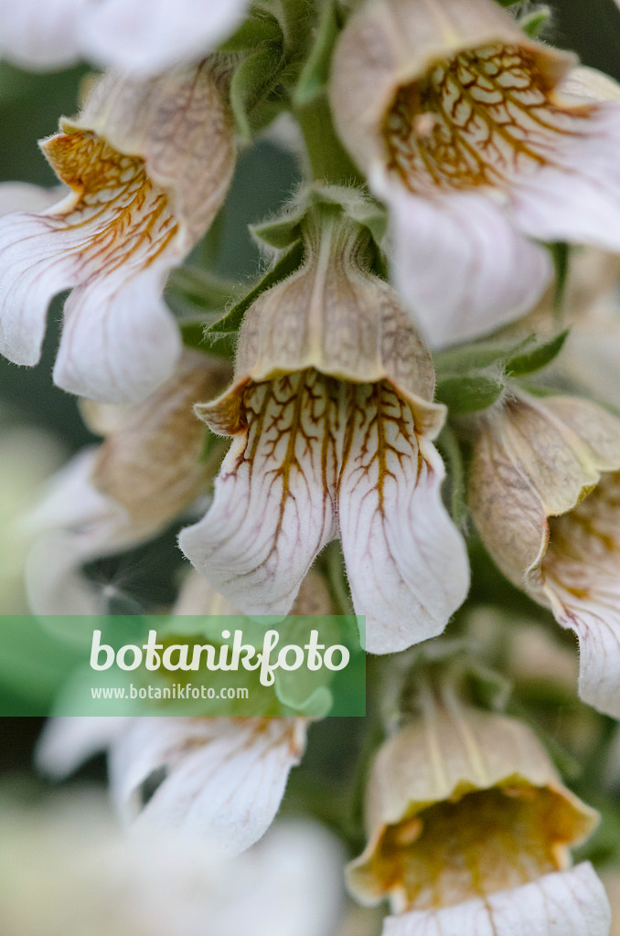 520203 - Troja-Fingerhut (Digitalis trojana)