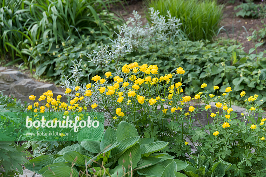 664465 - Trolle (Trollius x cultorum 'Lemon Queen')