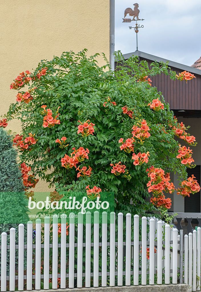 558060 - Trompette (Campsis x tagliabuana 'Mme Galen')