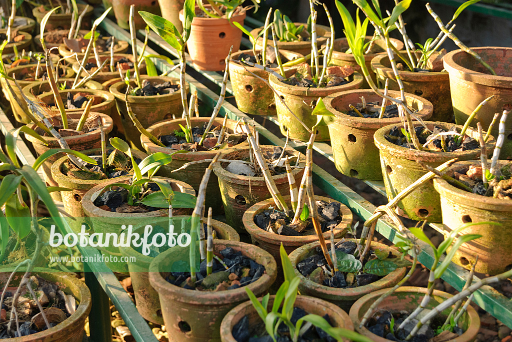 525481 - Tropical orchid collection in many perforated clay pots in several rows on a stepped shelf