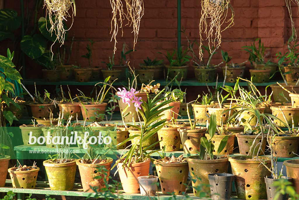 525482 - Tropical orchid collection in many perforated clay pots in several rows on a stepped shelf