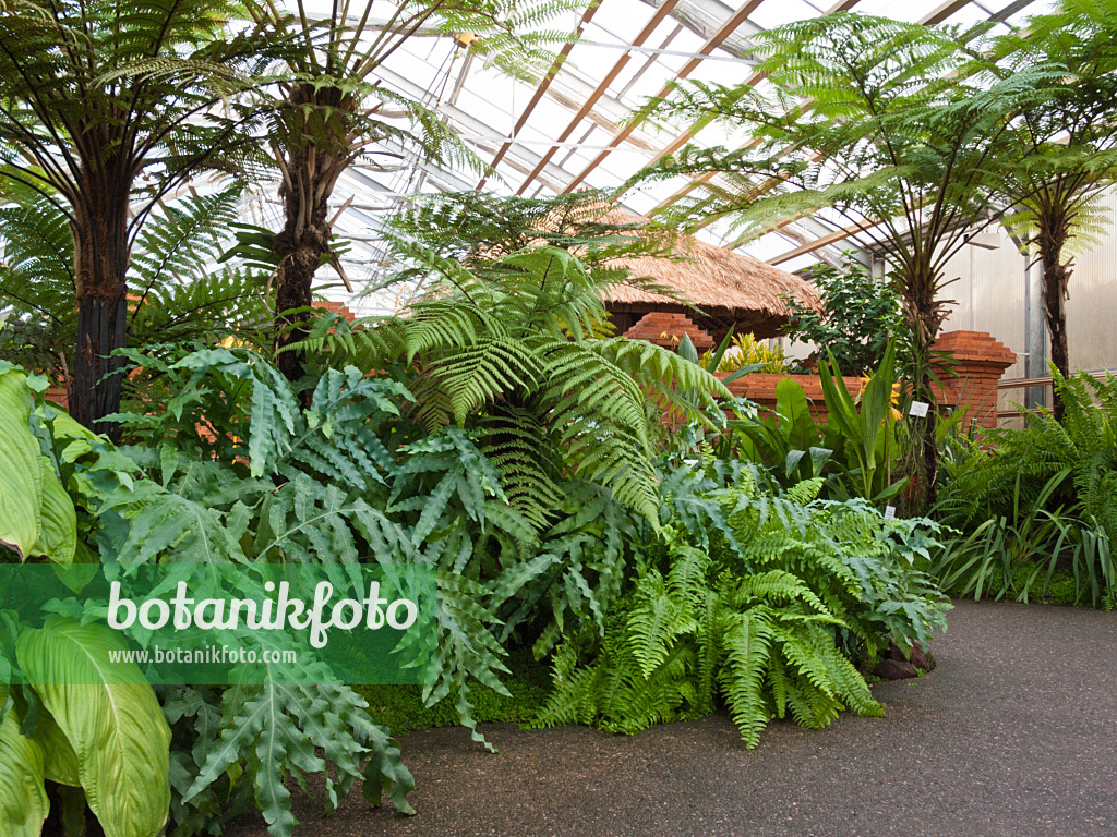 418096 - Tropical plants with red wall and thatched hut, Balinese Garden, Erholungspark Marzahn, Berlin, Germany
