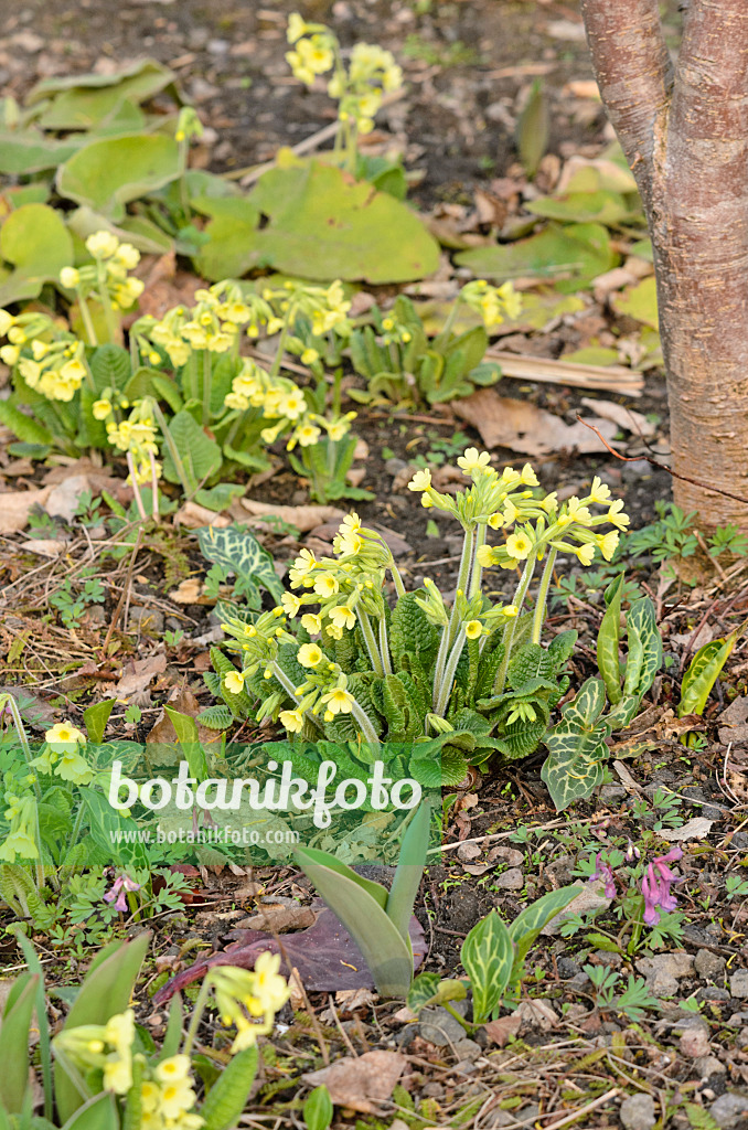 519027 - True oxlip (Primula elatior)