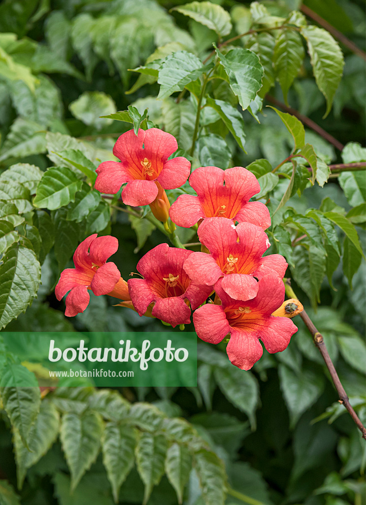651138 - Trumpet creeper (Campsis radicans 'Stromboli')