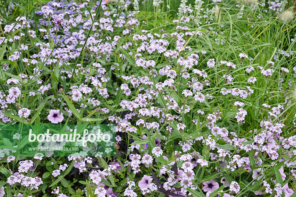 487027 - Tuberous vervain (Verbena rigida 'Polaris')