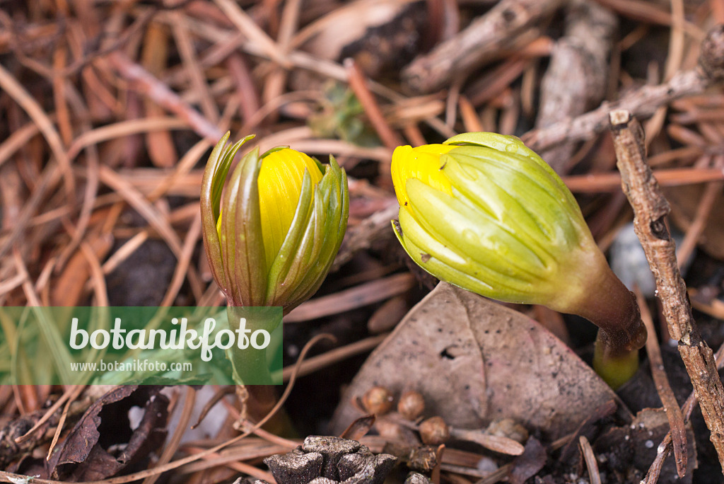 601005 - Türkischer Winterling (Eranthis cilicica)