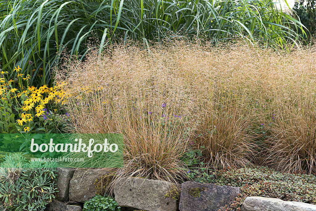 616384 - Tufted hair grass (Deschampsia cespitosa 'Goldschleier')