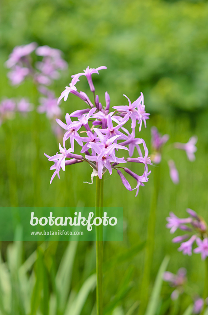533255 - Tulbaghia ludwigiana