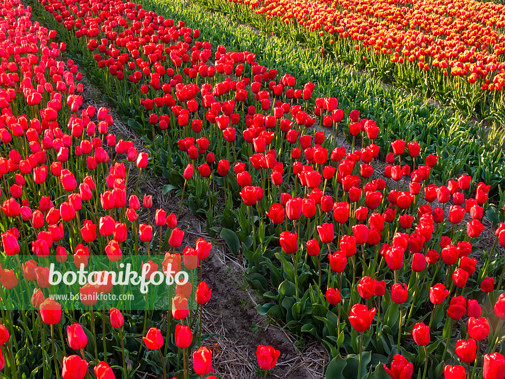 401102 - Tulip field, Noordwijk, Netherlands