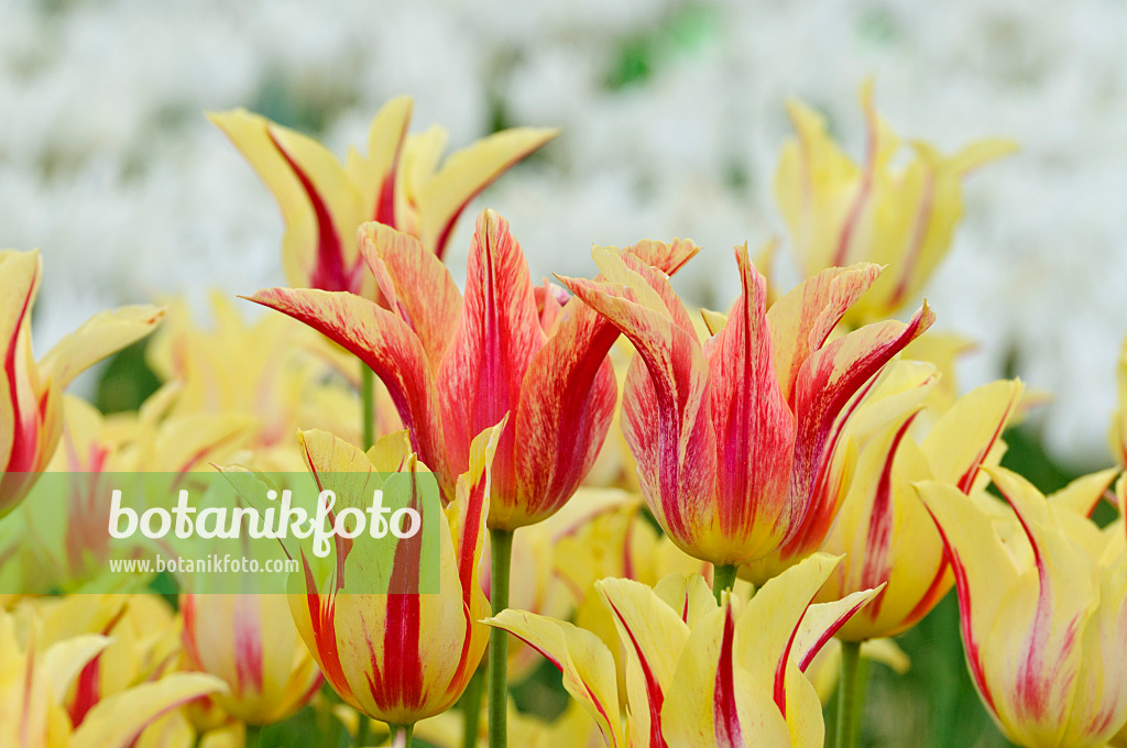 472031 - Tulipe à fleur de lis (Tulipa Mona Lisa)