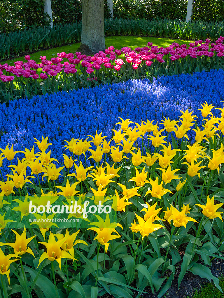 401017 - Tulipe à fleur de lis (Tulipa West Point), Muscari et tulipe triomphe (Tulipa Carola)