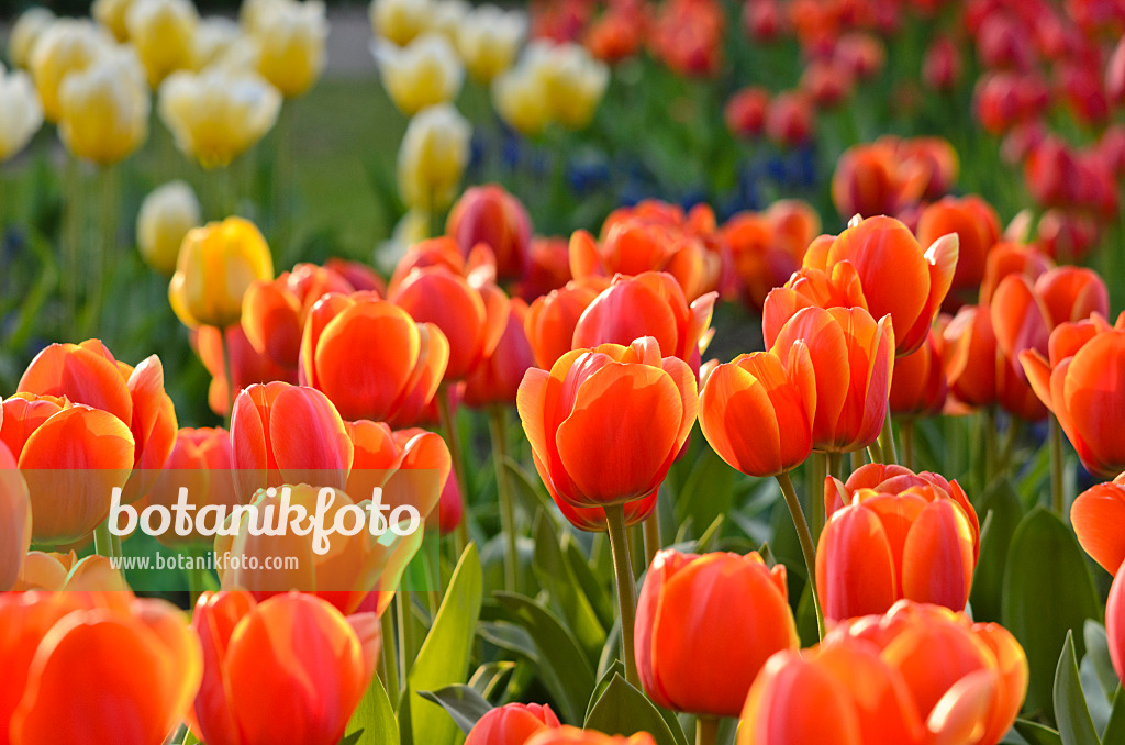 520060 - Tulipe Darwin (Tulipa Ad Rem)