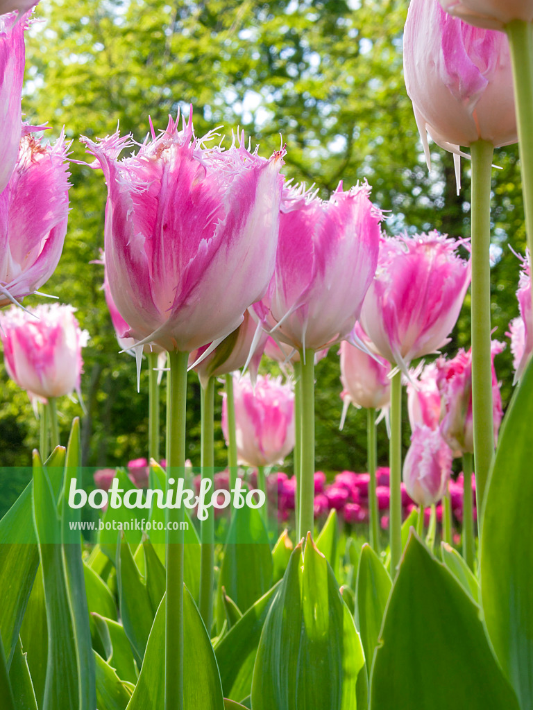 401093 - Tulipe dentelle (Tulipa Huis Ten Bosch)