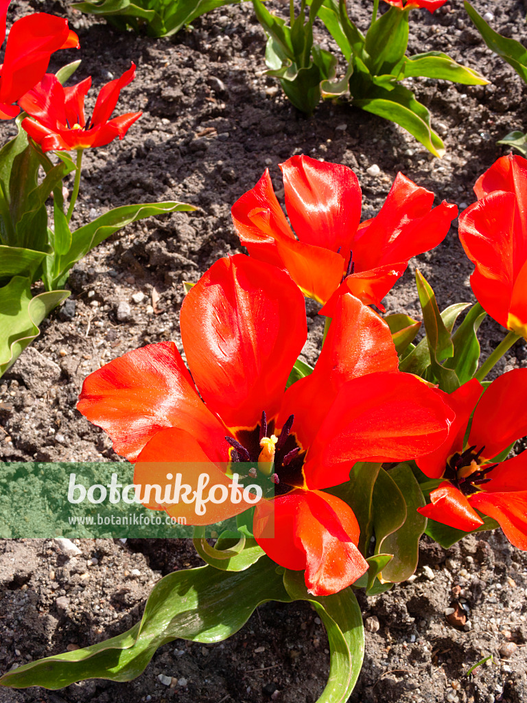 400112 - Tulipe sauvage (Tulipa fosteriana)