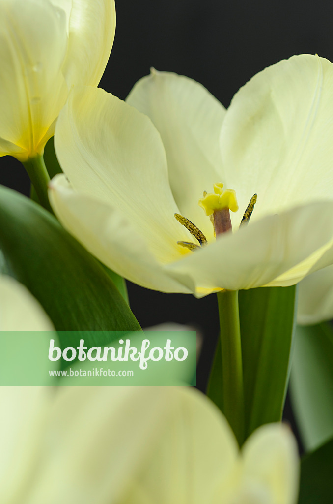 495116 - Tulipe sauvage (Tulipa fosteriana 'Purissima')