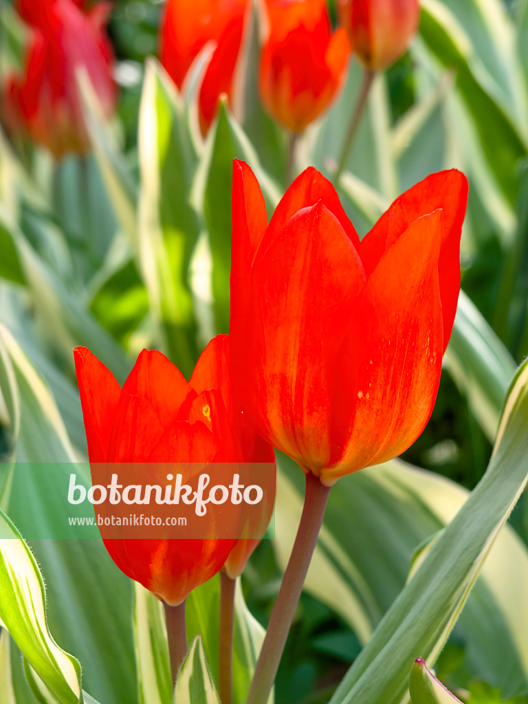 437099 - Tulipe sauvage (Tulipa praestans 'Unicum')