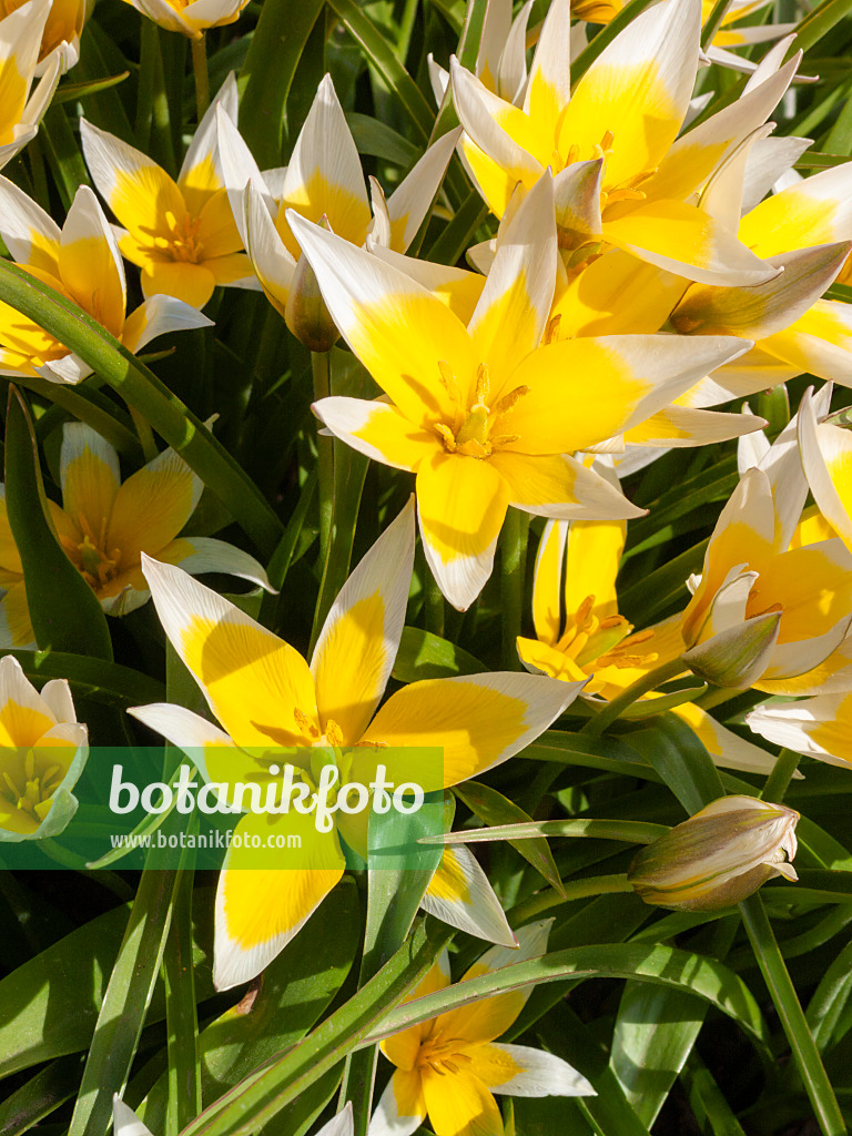 400115 - Tulipe sauvage (Tulipa tarda)