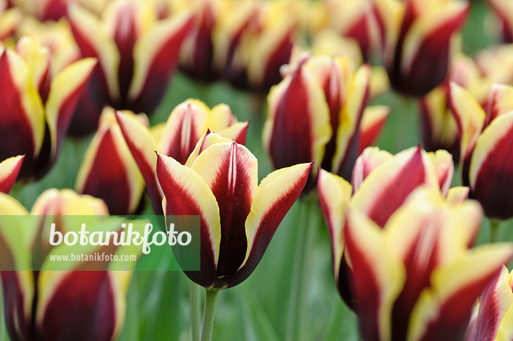 471315 - Tulipe triomphe (Tulipa Gavota)