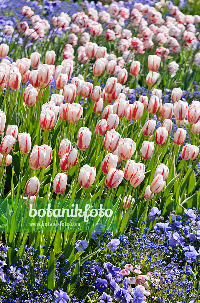 556029 - Tulipe triomphe (Tulipa Happy Generation)
