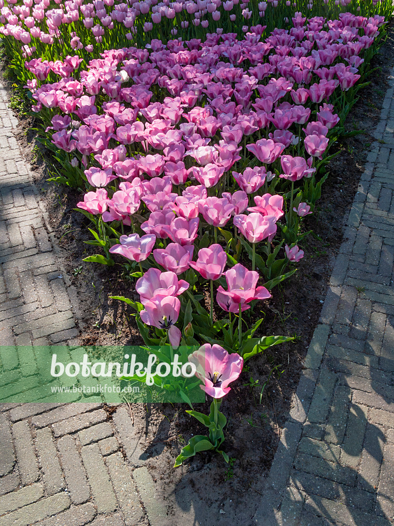 401026 - Tulipe triomphe (Tulipa Kiss)