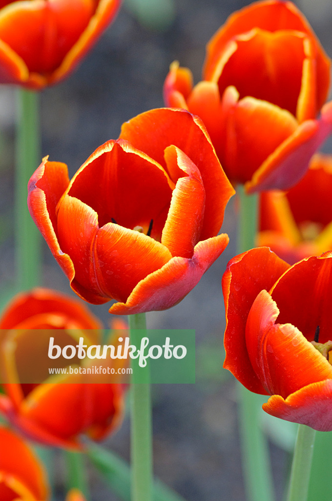 471335 - Tulipe triomphe (Tulipa Laura Fygi)