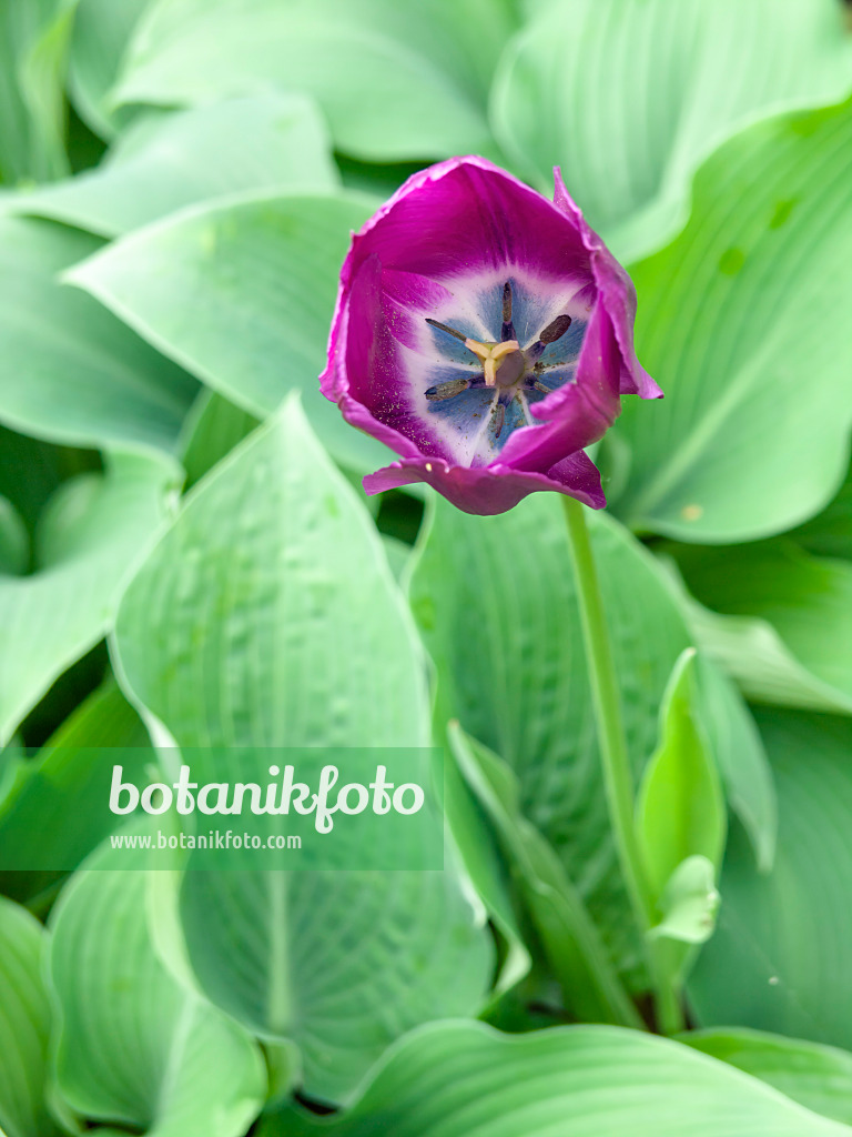 437207 - Tulipe triomphe (Tulipa Negrita)
