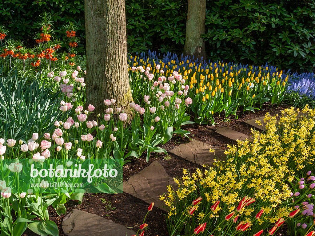 401097 - Tulipes (Tulipa)