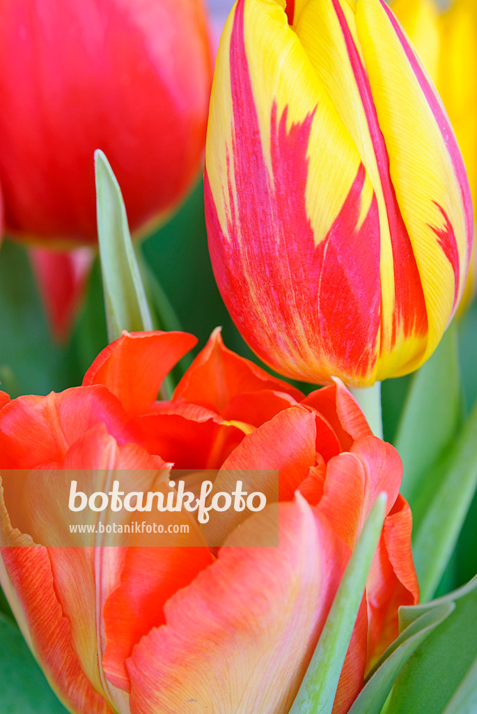 465081 - Tulipes (Tulipa)