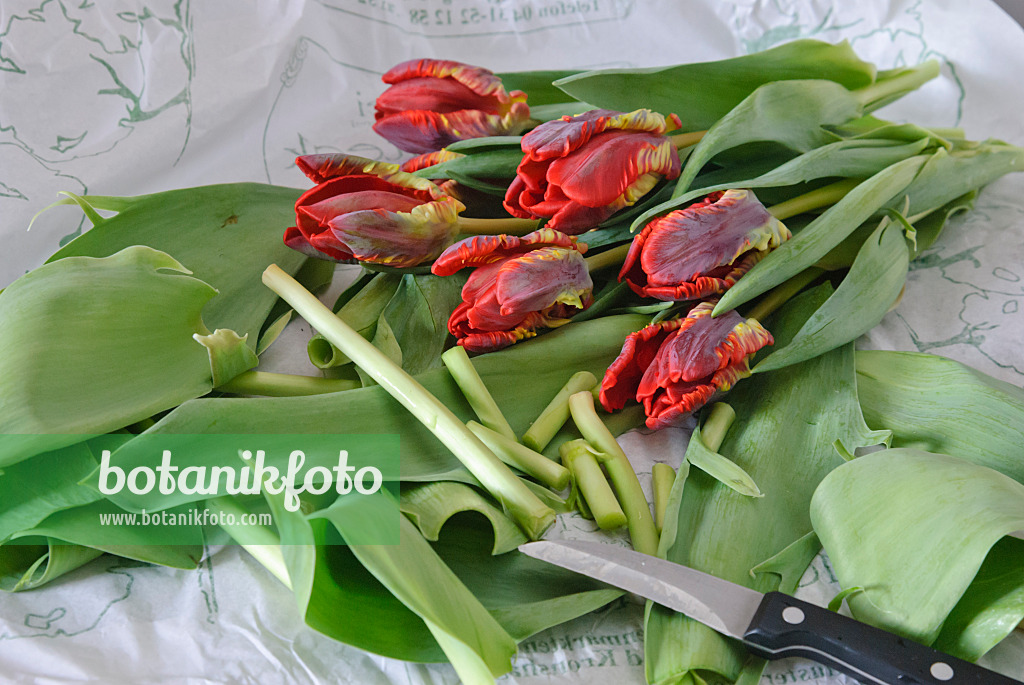 488155 - Tulipes (Tulipa)