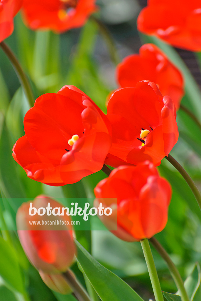 488157 - Tulipes (Tulipa)