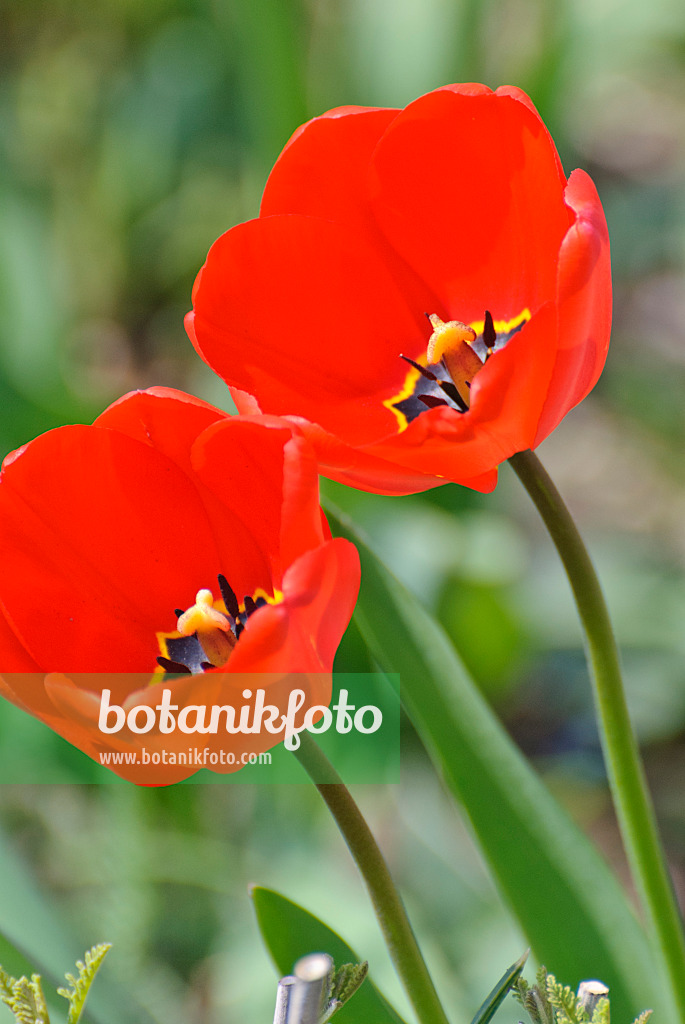 488158 - Tulipes (Tulipa)