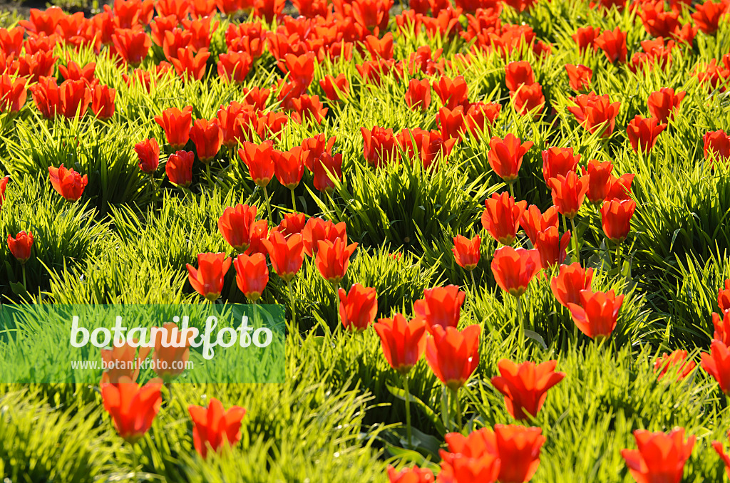495201 - Tulipes (Tulipa)