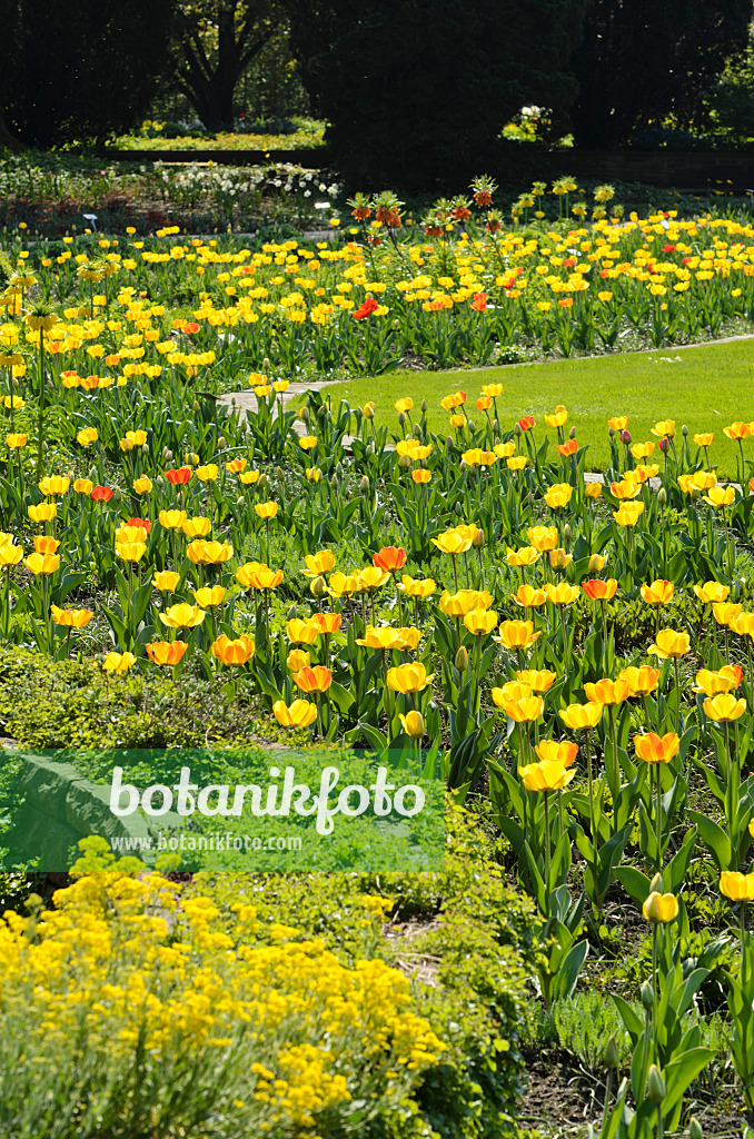 495228 - Tulipes (Tulipa)