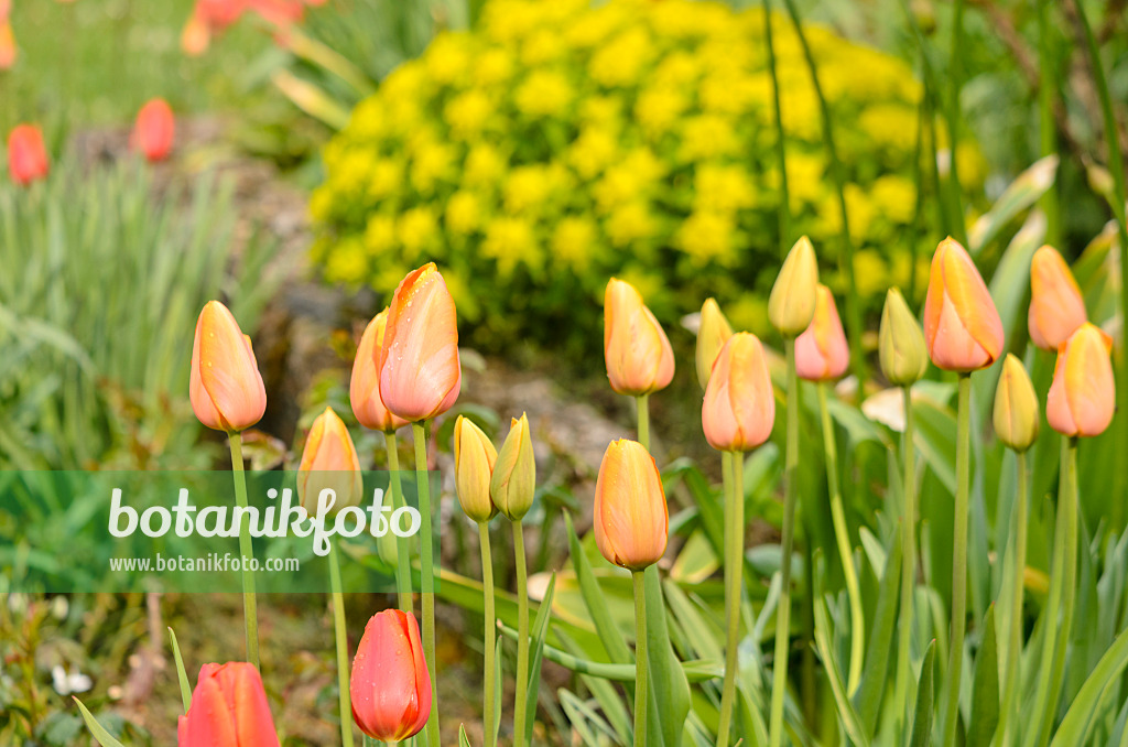 556020 - Tulipes (Tulipa) et euphorbe (Euphorbia)