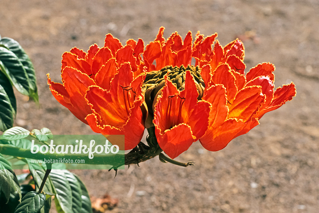 363073 - Tulipier du Gabon (Spathodea campanulata)