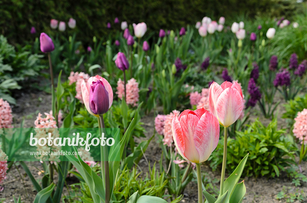 495170 - Tulips (Tulipa) and hyacinths (Hyacinthus)