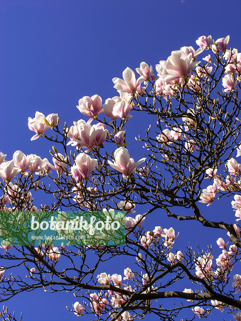 448003 - Tulpenmagnolie (Magnolia x soulangiana 'Alexandrina')