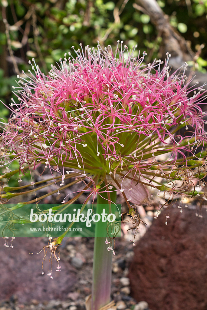 556123 - Tumbleweed (Boophone disticha)
