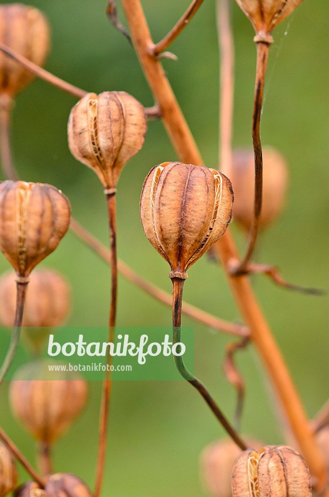 525028 - Turk's cap lily (Lilium martagon)