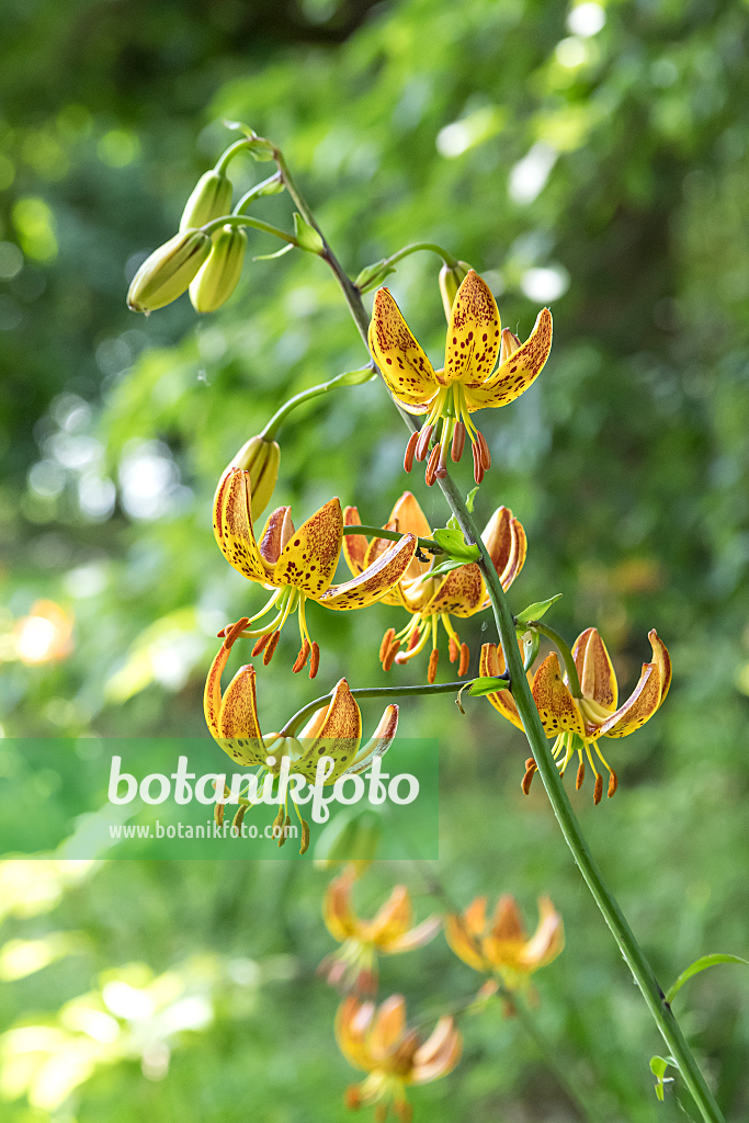 664227 - Turk's cap lily (Lilium martagon)