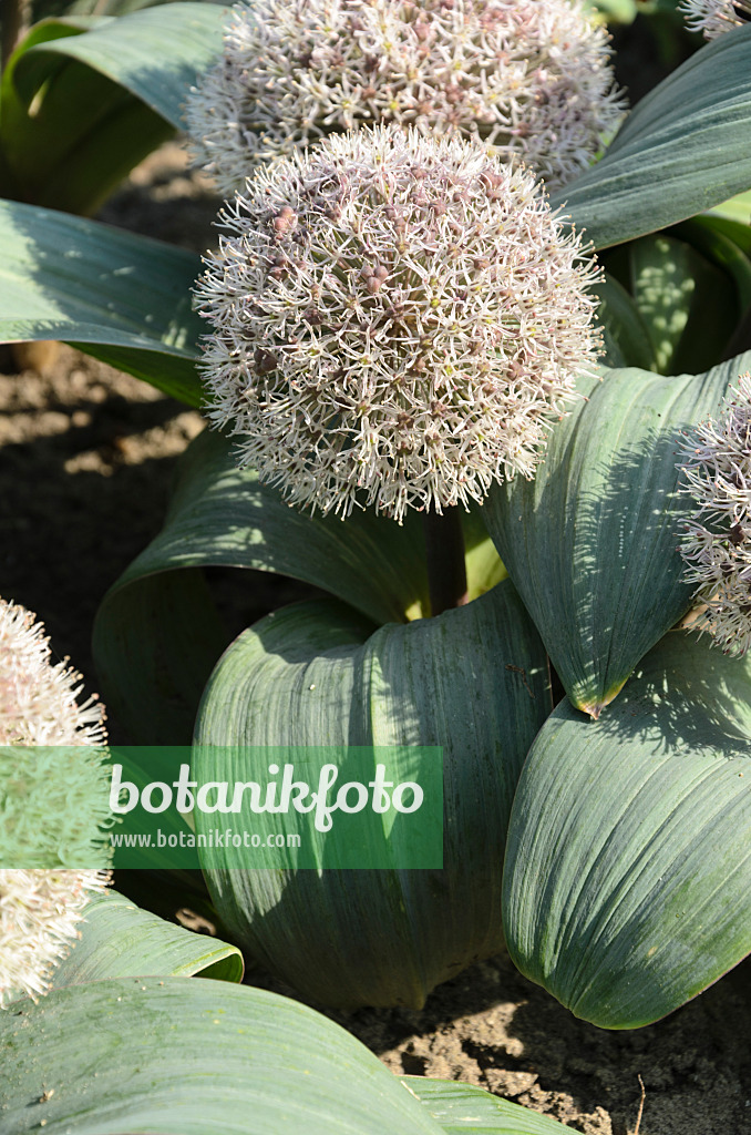 496205 - Turkestan allium (Allium karataviense)