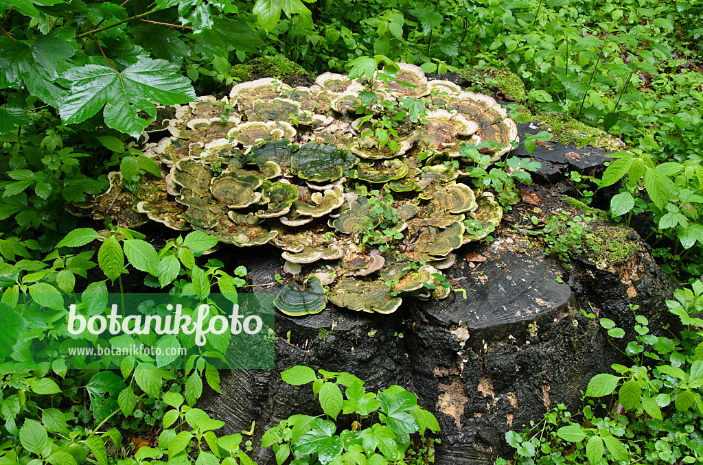 520355 - Turkey tail (Trametes versicolor) on a tree stump